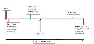 Vet In Training Life Cycle And Lactation Cycle Of Dairy Cows