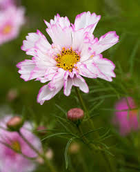 Image result for Cosmos bipinnatus `Double Click`