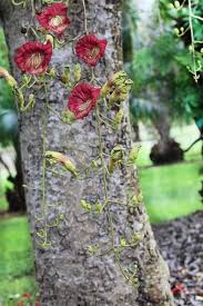 Image result for Kigelia africana