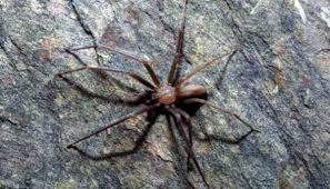 If you need to go into your attic, turn on the light and wait at least 30 minutes. A New Species Of Brown Recluse Spider In Mexico What To Know On Its Bite