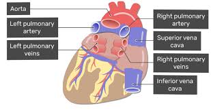 The superior vena cava is located superiorly, and it carries the deoxygenated venous blood from the upper body to the right atrium. Major Blood Vessels Of The Heart