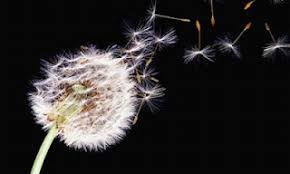 Filosofi hidup bunga dandelion sang bunga terbang. Bunga Dandelion Indah Cantik Dan Penuh Arti Nina Neelofa