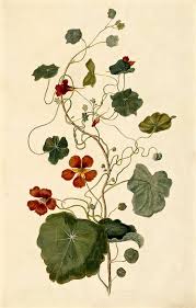 Pin On Flower Illustrations