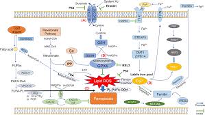 Image result for Ptycholobium contortum