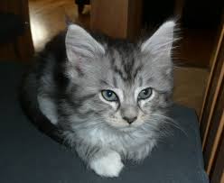 Beautiful kittens full of personality and love. 2 Beautiful Maine Coon Kittens For Sale Tonbridge Kent Pets4homes