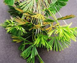 Image result for Actiniopteris radiata