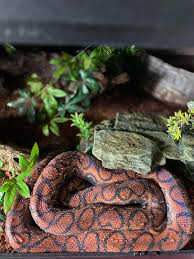Rainbow Boa Care Guide (Great Pets, But Not For Everyone)