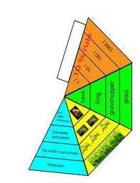 Check spelling or type a new query. Ecological Pyramid Model Lesson Biomass Energy And Food Chains Tpt