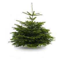 Le nordmann est le sapin de noël au meilleur rapport qualité prix. Ecosapin Sarl