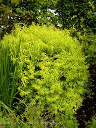 Image result for Thunbergia pynaertii