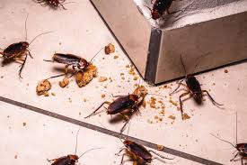 5 Things That Attract Cockroaches ...