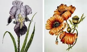Spillane iris pen ink | botanical drawings, art, flower. Botanical Drawing With Pen Ink Watercolour Toronto Botanical Garden