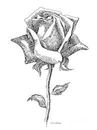 Black And White Sketch Artists Black And White Rose Pics Rose Drawings Black White 5 Drawing Rose Drawings Black White 5 Fine Roses Drawing Flower Drawing Rose Drawing
