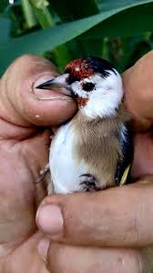 Quel Splendeur De Toufik Douali Goldfinch Animals Birds