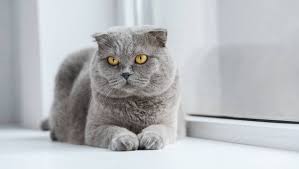 Scottish fold cats are a pretty special breed in many ways. Scottish Fold Cat Breed Information Purina