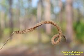 Image result for Ctenium