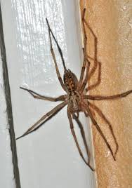 How To Identify Venomous House Spiders Dengarden