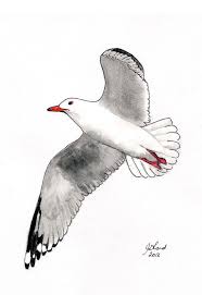 Seagull Bird Painting Watercolour Australian By Jillsgallery Bird Drawings Bird Watercolor Paintings Birds Painting