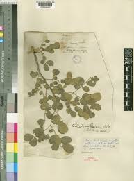 Image result for Albizia anthelmintica