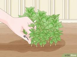 Jul 15, 2021 · step 1. 7 Simple Ways To Harvest Oregano Wikihow