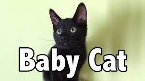 Baby Cat Baby Shark Cat Version Youtube