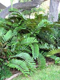 Are there other types of sago palms? Cardboard Palm Cycad Zamia Furfuracea Urban Tropicals