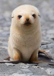 Baby Seals Are The Cutest Thing Ever And These Photos Are Here To Prove It Cute Baby Animals Cute Animals Cute Funny Animals