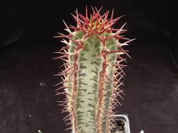 Image result for Euphorbia confinalis