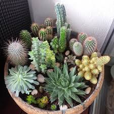 Cactus Mix 4 Gewachsen Wachsenden Pflanzen Pflanzen Gartengestaltung Ideen