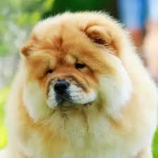 Image result for chow chow