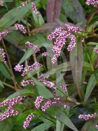 Image result for Persicaria decipiens