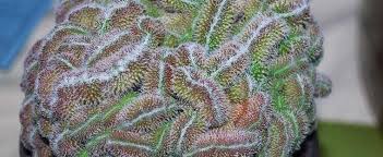 We did not find results for: Mammillaria Mammillaria Compressa Yokan