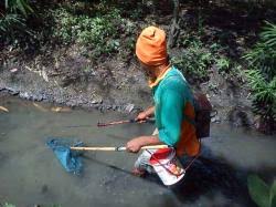 Lele, mujair, nila, patin, ikan baung, bawal, dan gurami. Danau Lambut Dipenuhi Ikan Mati Banjarmasin Post