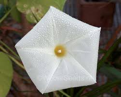 Image result for Ipomoea tricolor