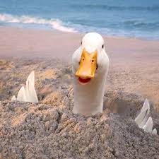 Beach Days Duck And Ducklings Aflac Duck Duck Pictures