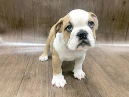 The puppy mill rescue team consists mainly of rescues in new york, pennsylvania, and ohio. Mini Bulldog Dog Male 2471458 Petland Lancaster Ohio