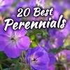 However, there are in zones 4 to 8, it grows in full sun to part shade and prefers average to consistently moist soil. 1