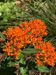 Image result for Distephanus divaricatus