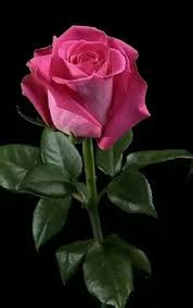 60 Different Colors Of Roses Enjoy Lovely Rose Flowers Collection Beautiful Rose Flowers Hybrid Tea Roses Beautiful Roses