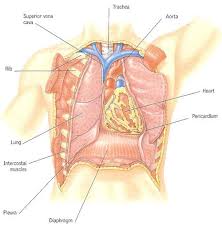 Thorax Thoracic Cavity Thoracic Thorax