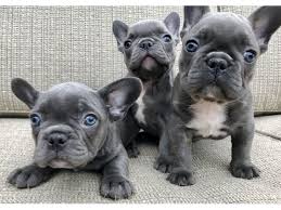 Features and shout outs available. Cute Solid Blue French Bulldog Puppies For Sale Canberra