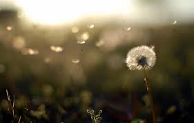 Wallpaper Field Sunset Nature Background Dandelion Wallpaper Ease Plants The Evening Fuzzes Wallpapers Images For Desktop Section Cvety Download Download all photos and use them even for commercial projects.