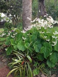 Image result for Begonia potamophila