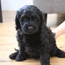 Black And White Doodle Dog For Sale Teacup Labradoodle Mini Labradoodle Puppies For Sale Black Reds Labradoodle Puppy Mini Labradoodle Puppy Black Labradoodle Puppy