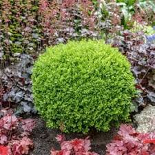Like most plants, the boxwood will struggle to survive if its roots are damaged. Growing And Caring For Boxwood Shrubs Garden Design
