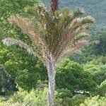 Image result for Raphia australis