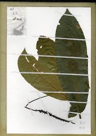 Image result for Campylospermum densiflorum