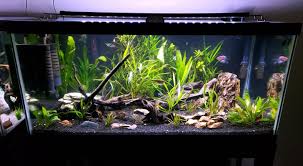 288 modern small acrylic fish tank products are offered for sale by suppliers on alibaba.com. The Surprising Health Benefits Of A Home Aquarium