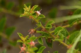 Image result for Hermannia eenii