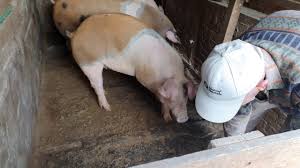 Cumpara online acum friptura spata porc tavita pret/kg., friptura pulpa porc ingrediente: Porci De Vanzare Porci CrescuÈ›i FÄƒrÄƒ Concentrate Youtube